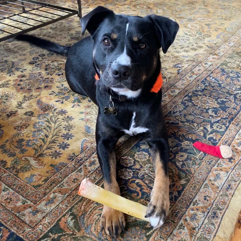 Meet your Posher, Dana